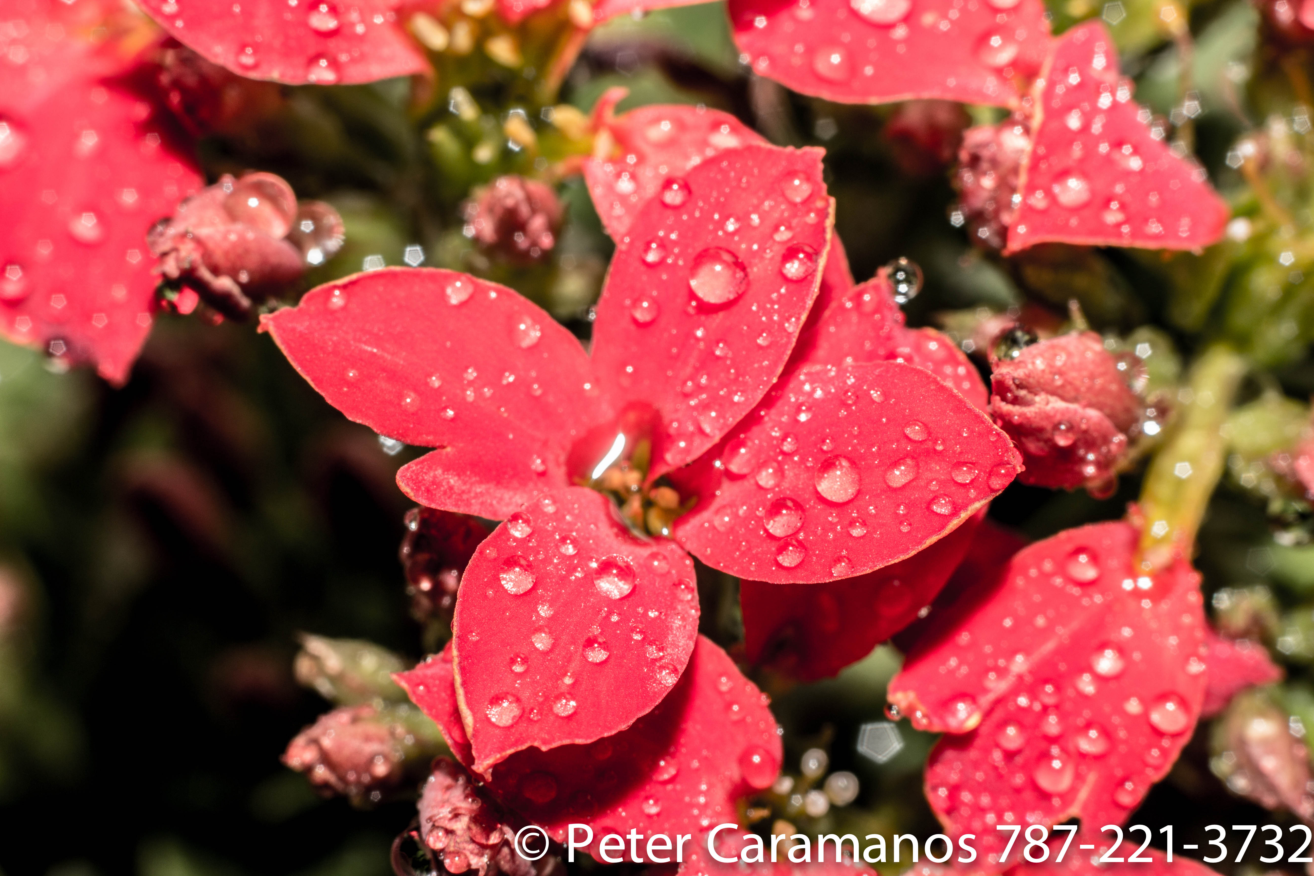 Wet red flowers