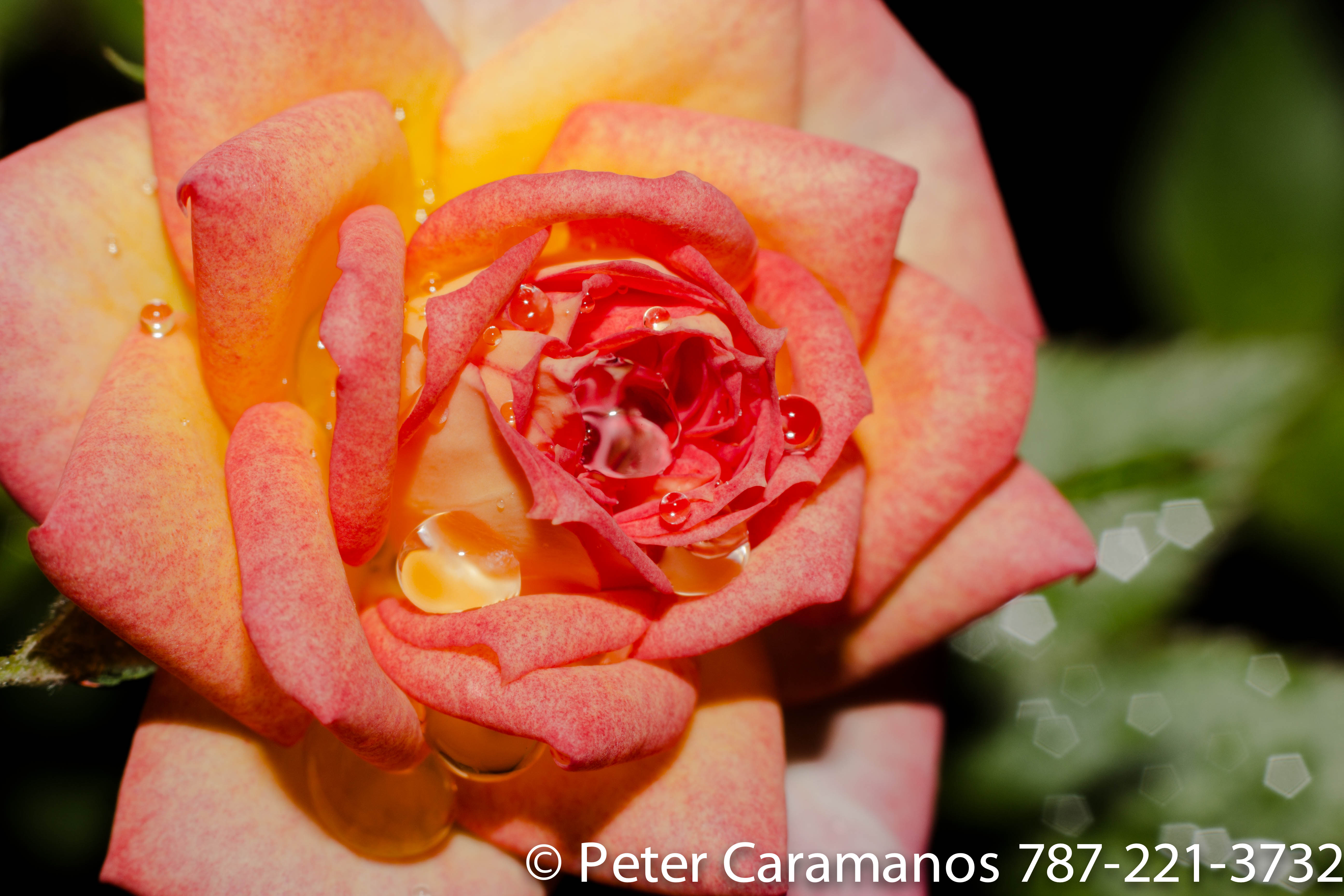 Pink and yellow rose after rain