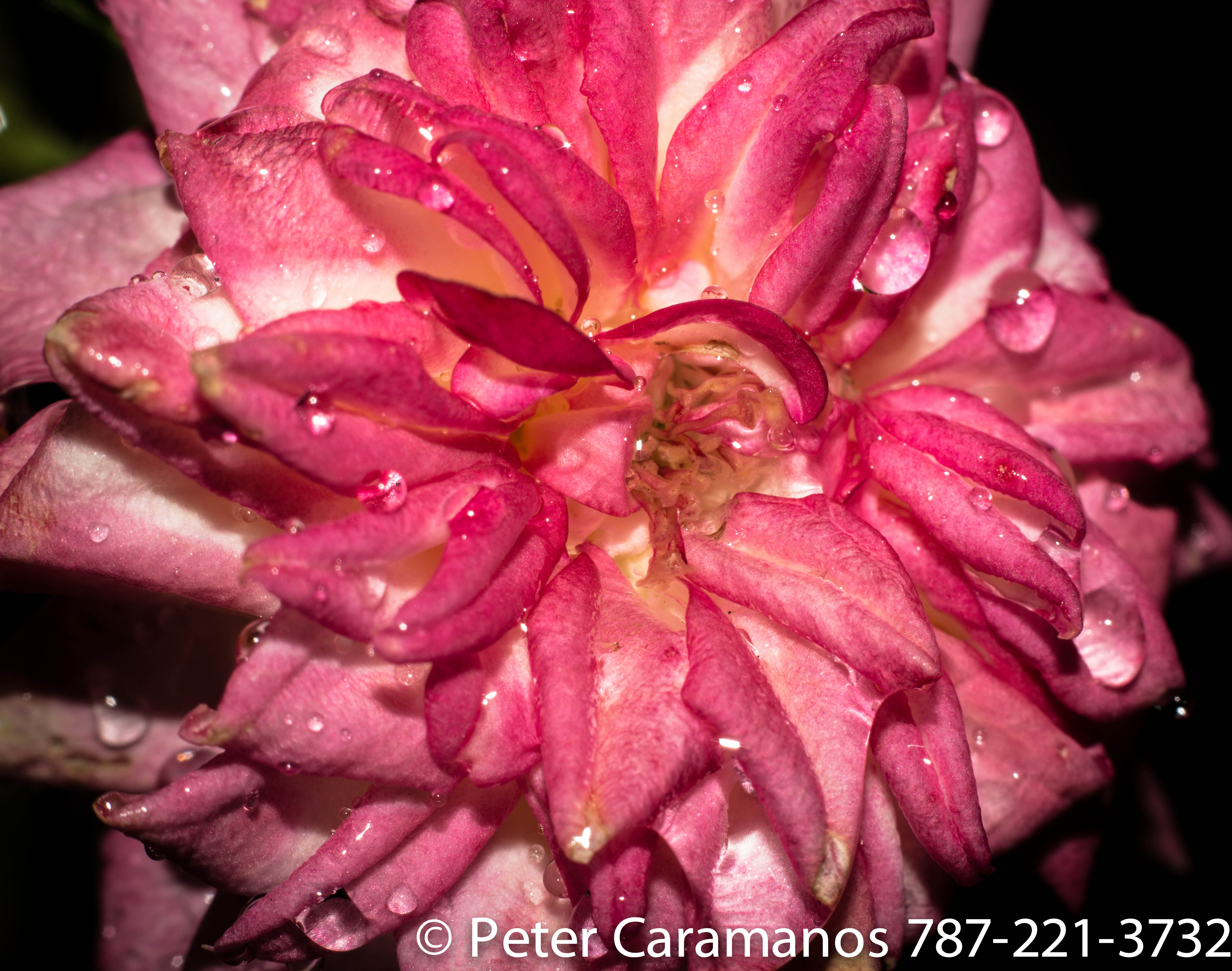 Miniature Rose and water drops