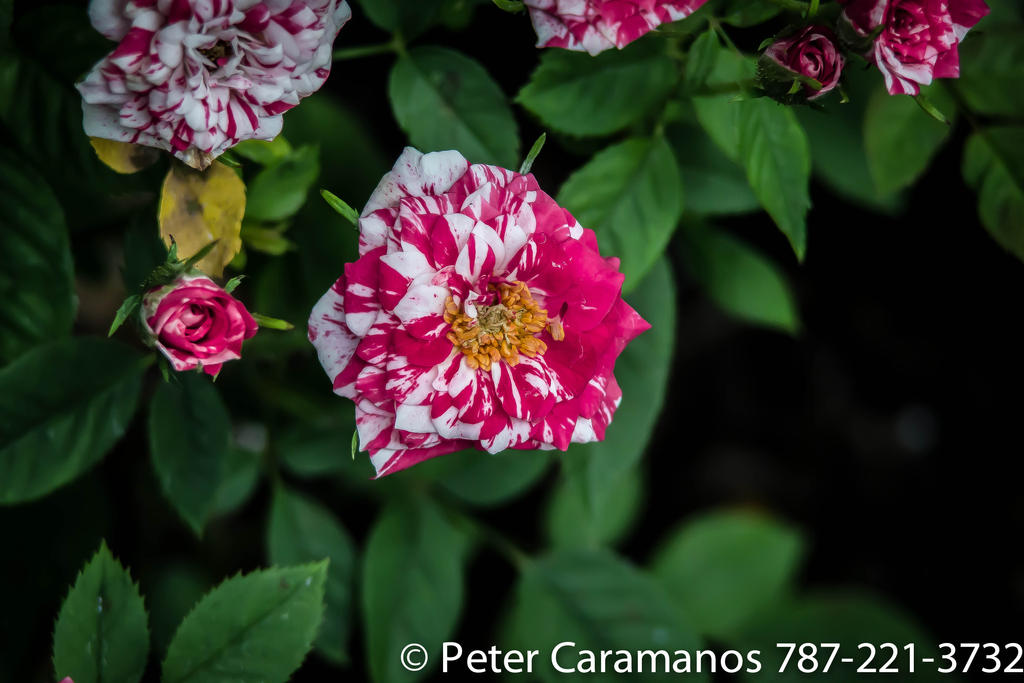 Miniature Pink Roses