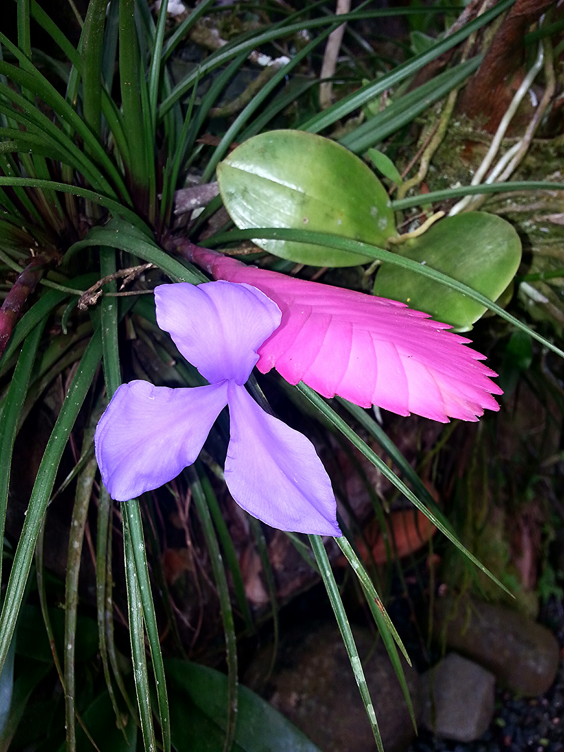 pink and purple flowers