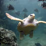 Sea Turtle