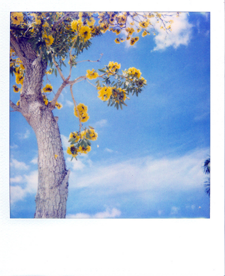 Tabebuia III