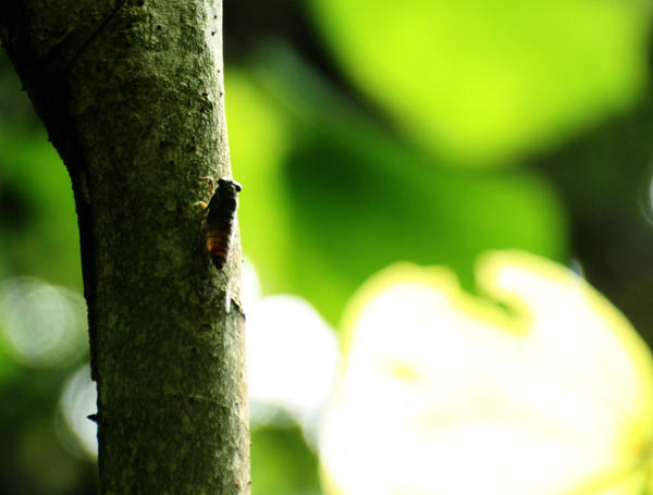 Higurashi no Naku Koro Ni(When Cicadas Cry)