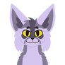 Raccoonpelt