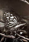 Butterfly by BuzzyBuzz