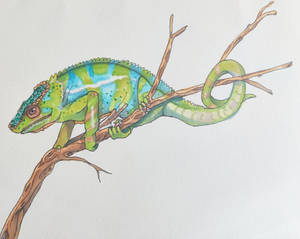 Chameleon