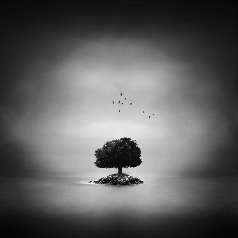 tree island by windrides