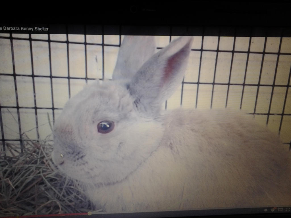 Brown Rabbit by Fire-Aqua-Stars97 on DeviantArt