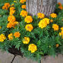 Orange and yellow flowers