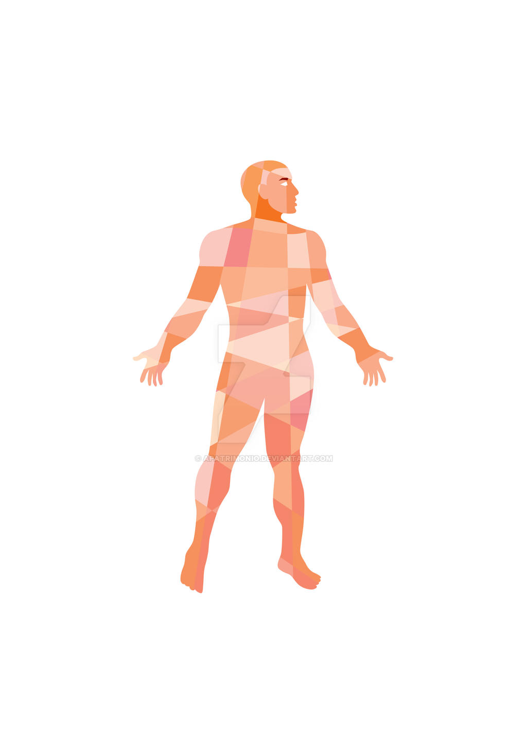 Gross Anatomy Male Isolated Low Polygon