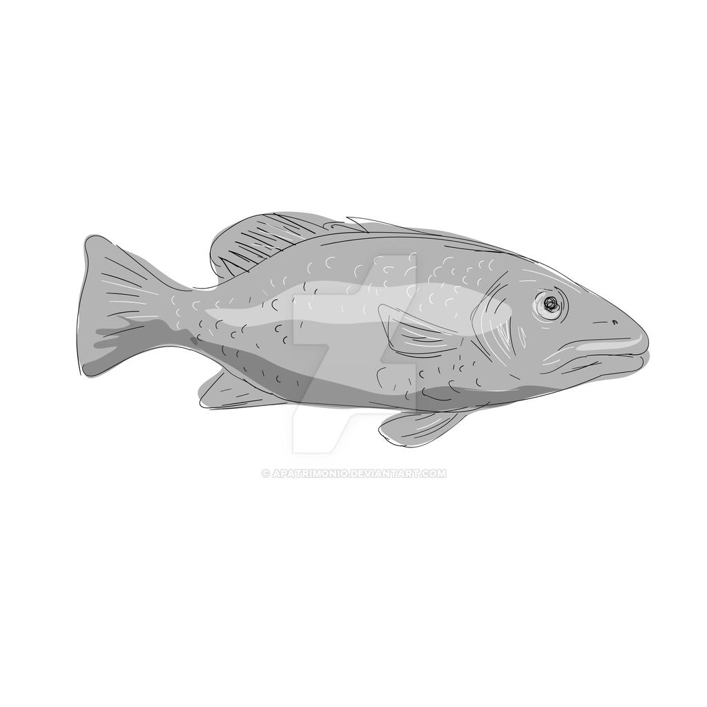 Schoolmaster Snapper Fish Drawing by apatrimonio on DeviantArt
