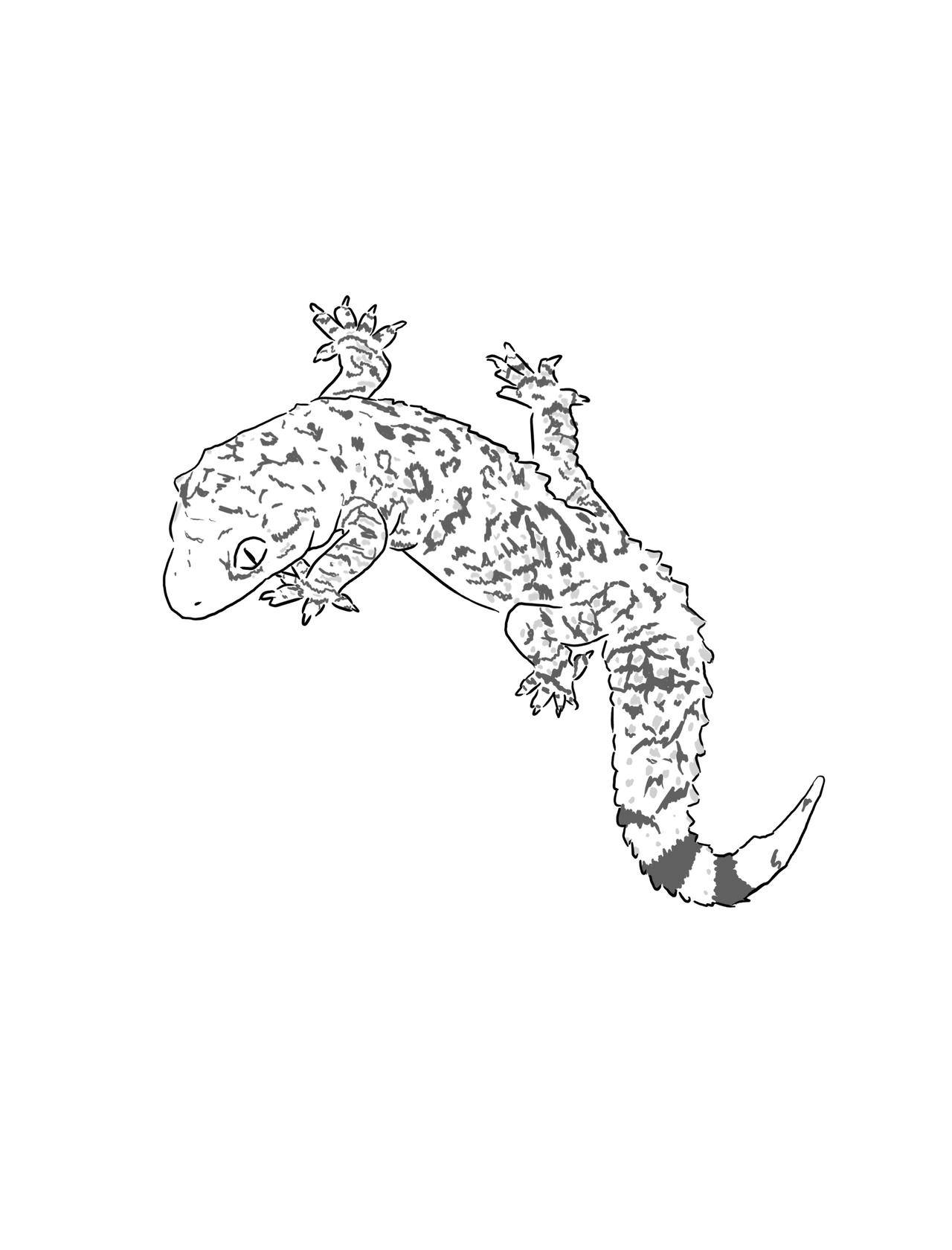 Gecko Colour In Gecko Coloring Pages Printable Free Lizard Coloring Pages