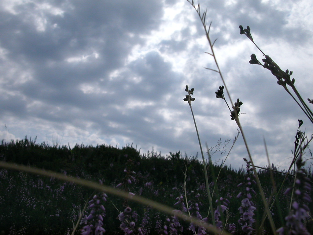 Heath and the clouds