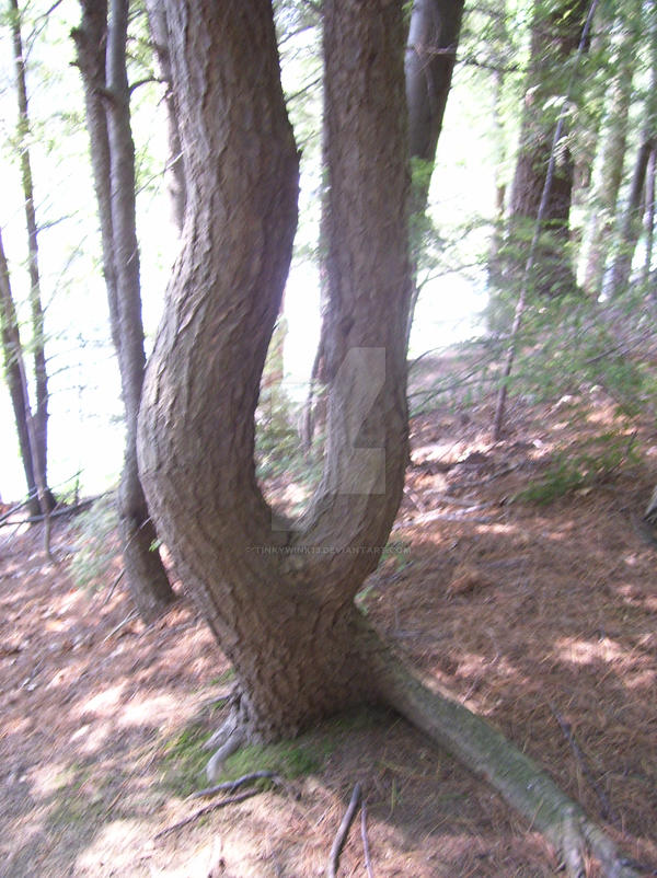 Squiggle Tree Squiggle Tree by tinkywink13 on DeviantArt