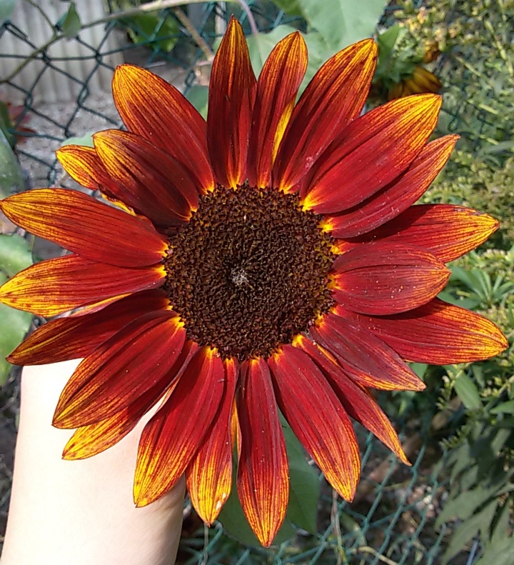 Red Sunflower