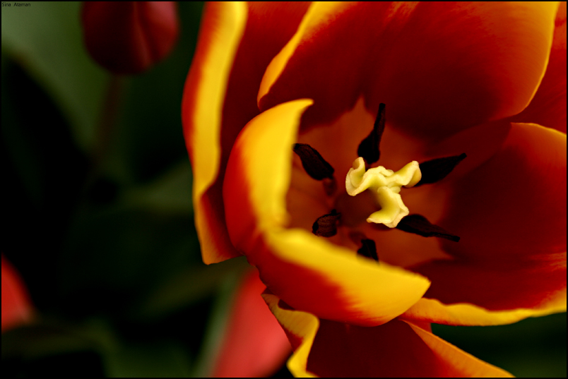 Tulip II