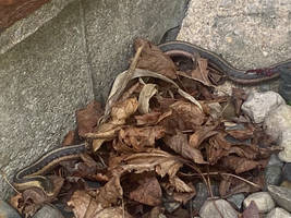 Garter snake