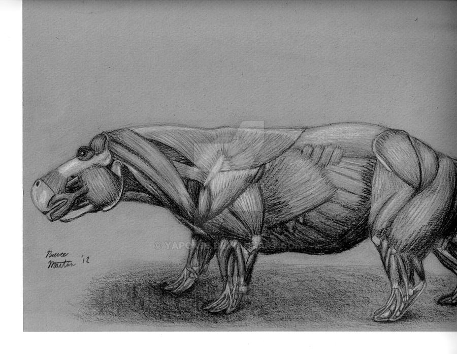Hippo Shape Hippo Anatomy Study by Yapok96 on DeviantArt