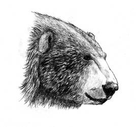 Ursus maritimus