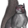 Sitting Squirrel PNG by PVS