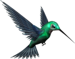 Green Humming Bird PNG
