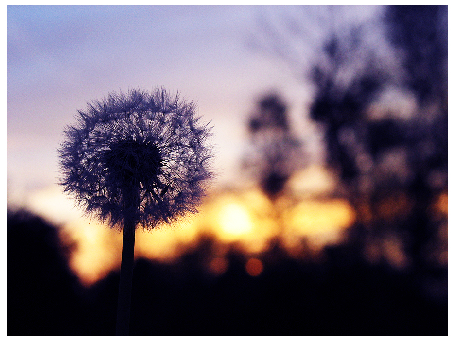 Blowing In The Wind