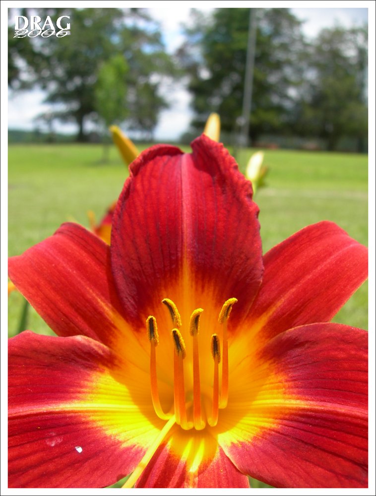 Close Daylily Encounter