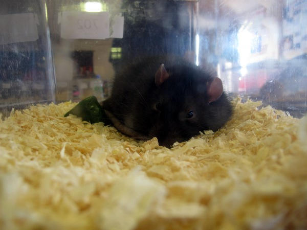 Cleveland Rat Show 1 by ratofthelab on DeviantArt