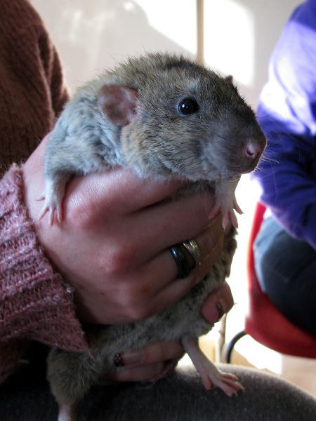 Cleveland Rat Show 5 by ratofthelab on DeviantArt