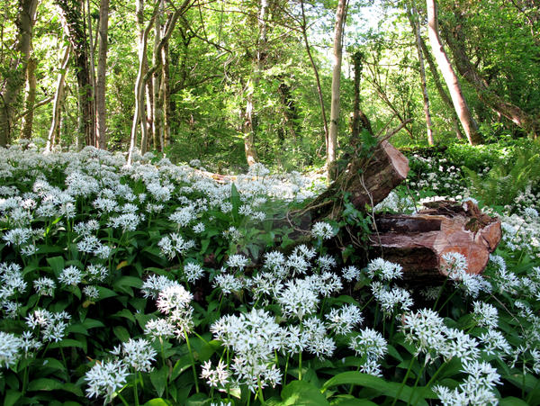 Wild garlic