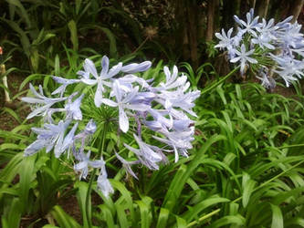 CostaRica more blue fowers