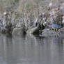 Green Heron