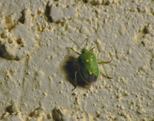 Green Stink Bug