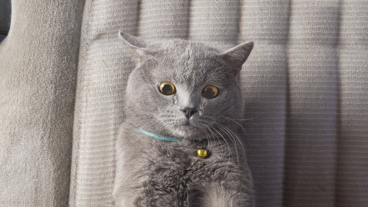 Catmichael Michael the cat by Michael01010 on DeviantArt