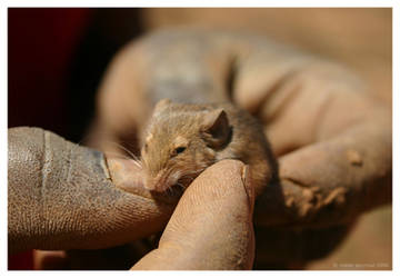 Zambia - Baby Mouse