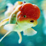 Lionhead Goldfish