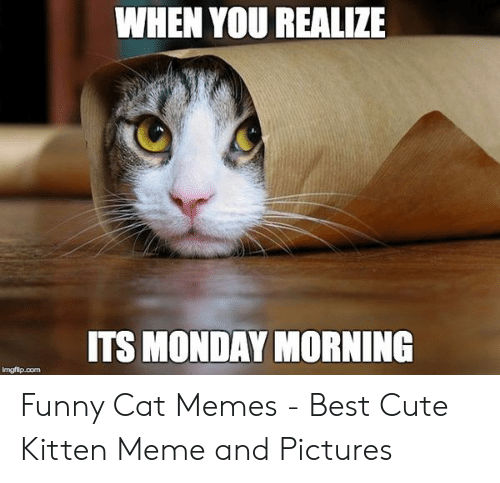 When You Realize Its Monday Morning Funny Cat Meme By Artkiller123 On Deviantart When You Realize Its Monday Morning Funny Cat Meme By Artkiller123 On Deviantart