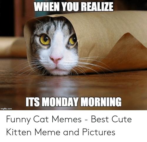 When You Realize Its Monday Morning Funny Cat Meme By Artkiller123 On Deviantart When You Realize Its Monday Morning Funny Cat Meme By Artkiller123 On Deviantart