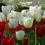 Tulips in the Spring