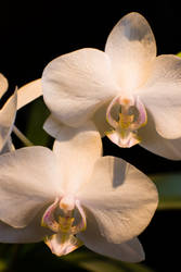 Orchids 2