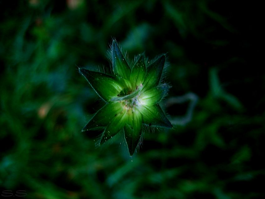 Green Flower