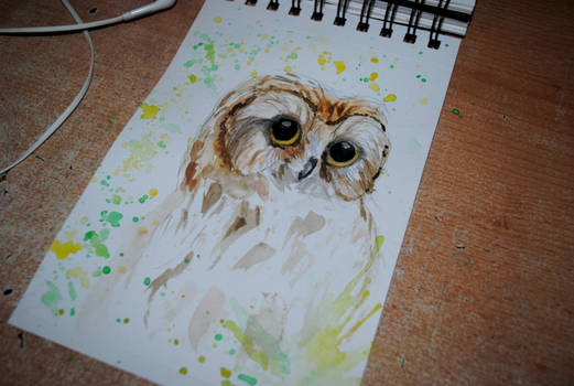 Green owl  watercolor