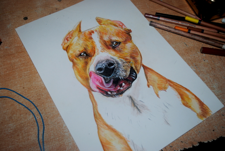 american staffordshire terrier color pencil