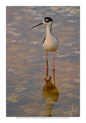 Black-necked Stilt