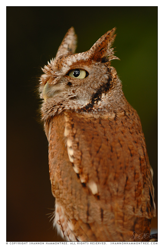 Eastern Screech Owl