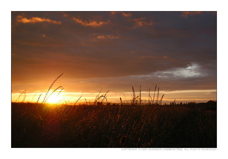 Wakening Fields of Gold