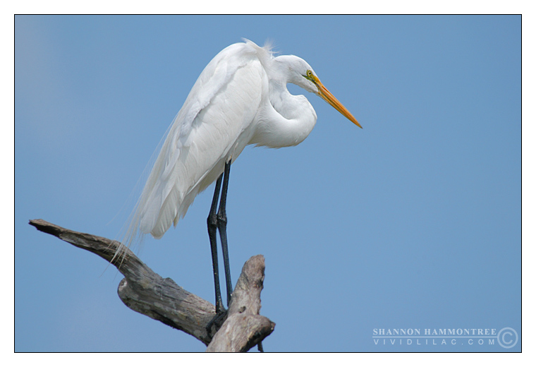 Breeding Great Egret