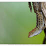 Brown Anole