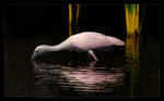 Roseate Spoonbill by vividlilac